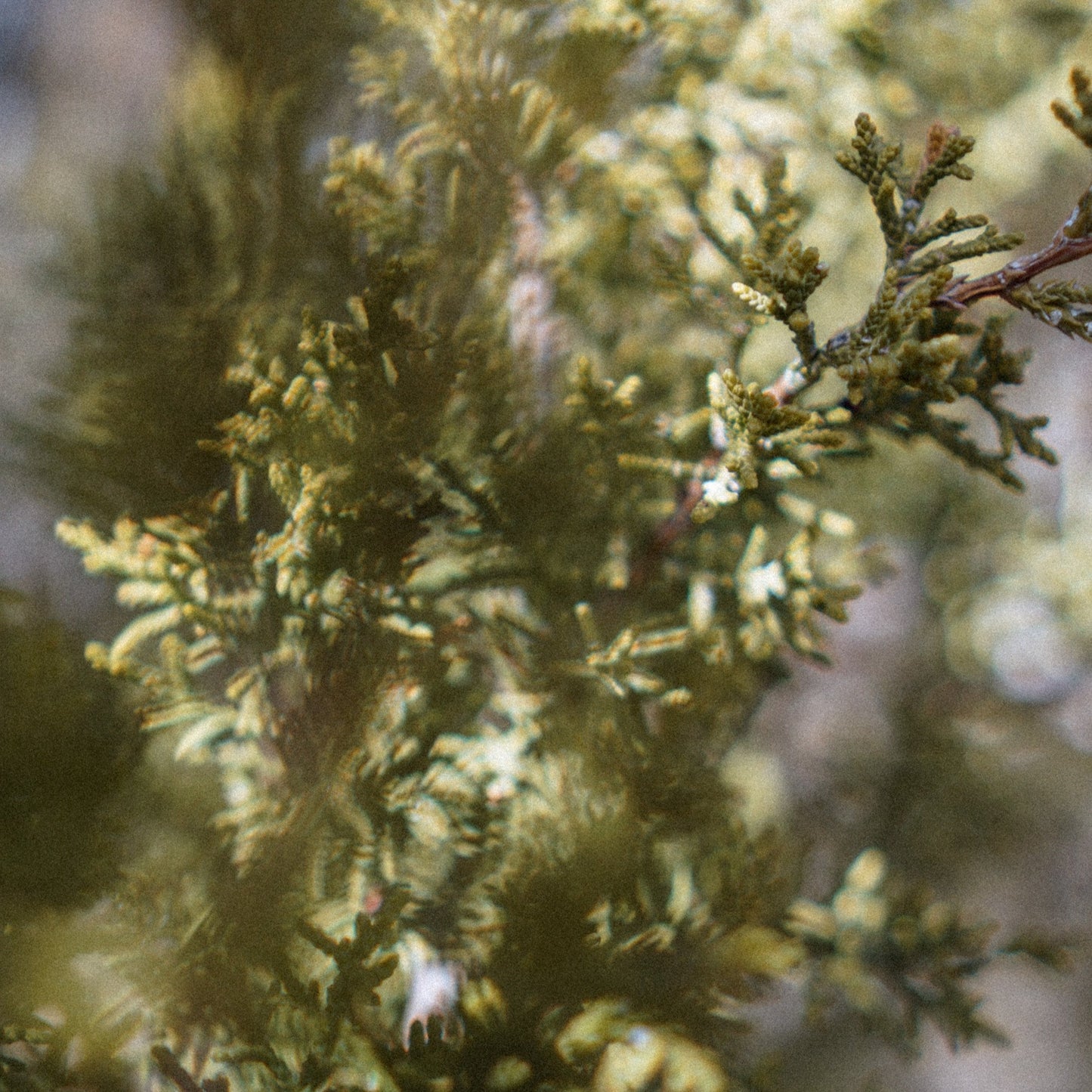 CALMING SALVE + FACE/BODY OIL BUNDLE