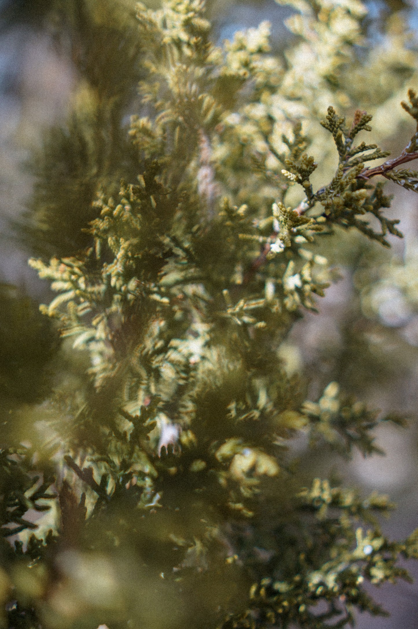 Calming Salve in Reusable Bamboo Vessel