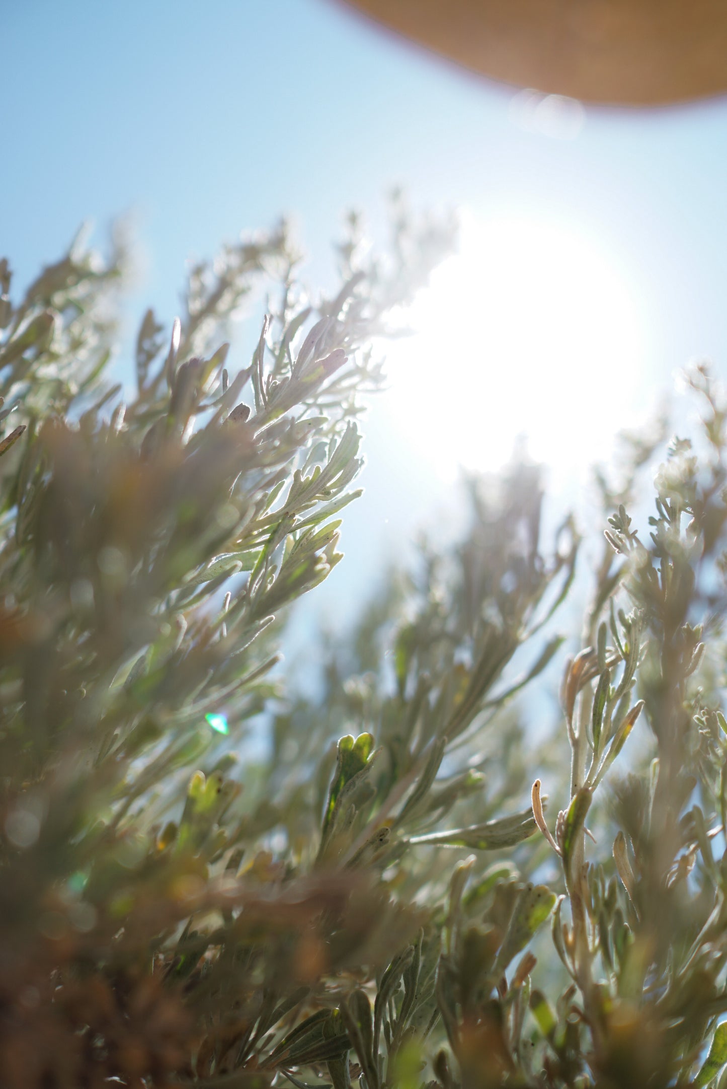 Calming Salve Gift Set Featuring Art by Jerry Lee