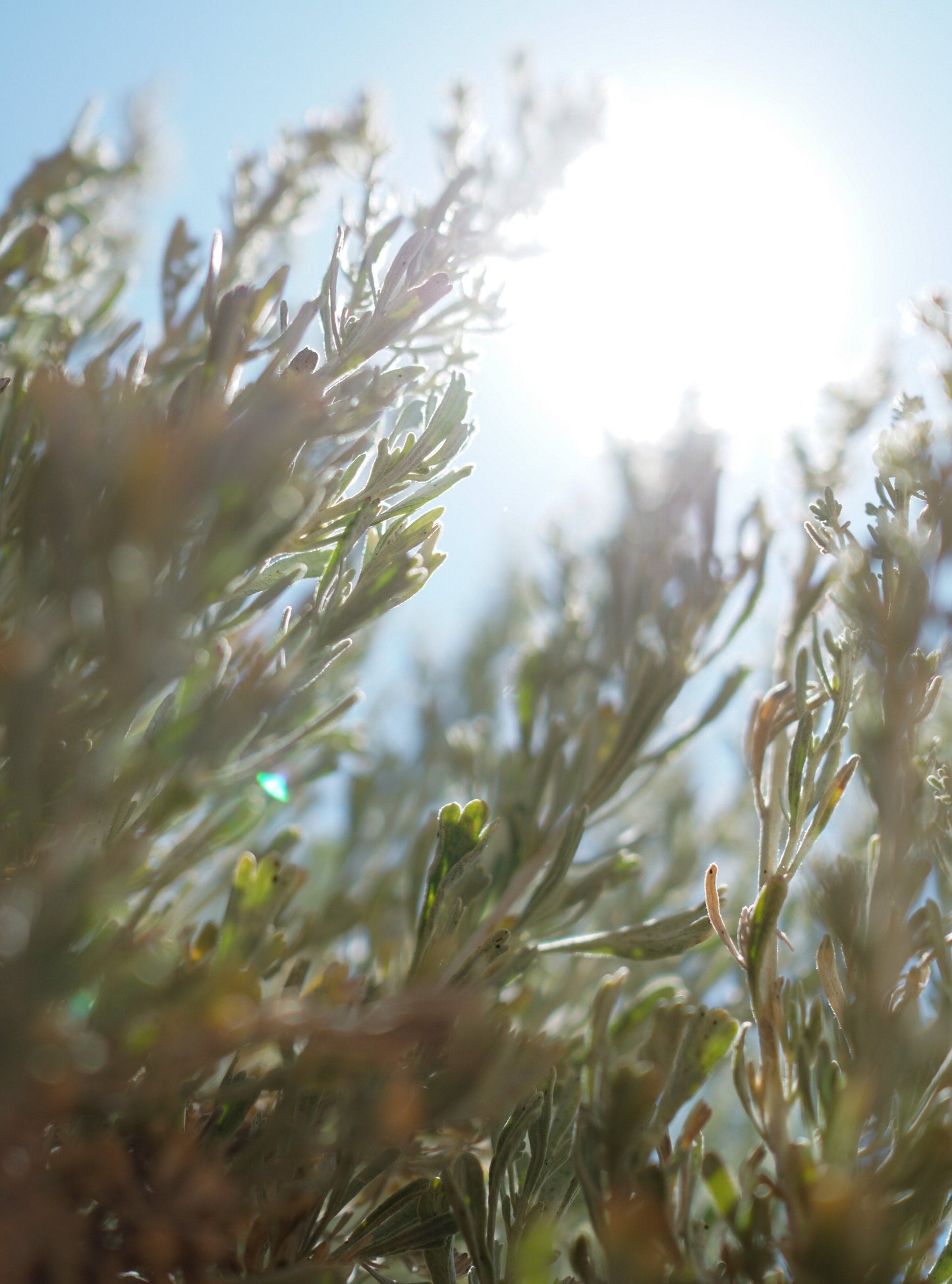 CALMING SALVE + FACE/BODY OIL BUNDLE