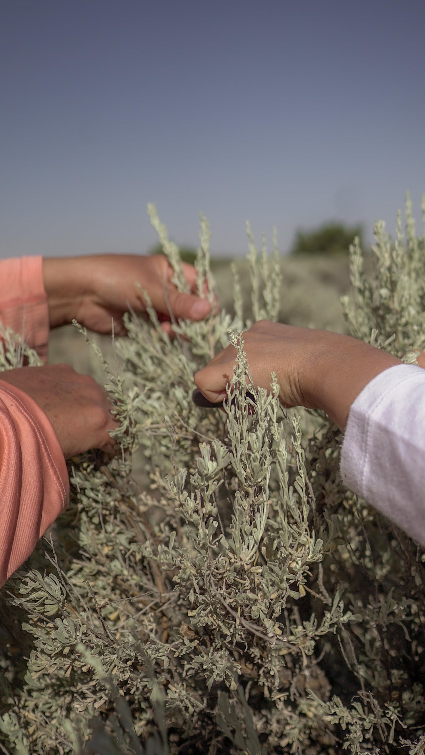 Calming Salve in Navajo Herbal Box